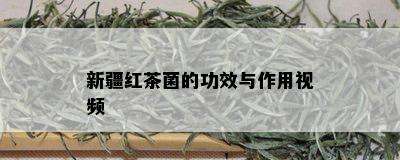 新疆红茶菌的功效与作用视频