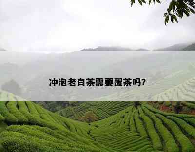 冲泡老白茶需要醒茶吗？