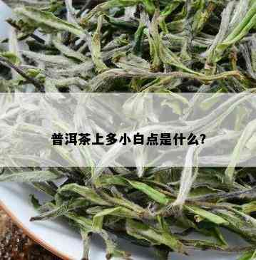 普洱茶上多小白点是什么？