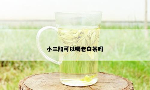 小三阳可以喝老白茶吗