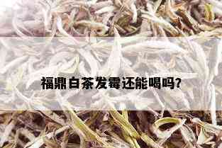 福鼎白茶发霉还能喝吗？