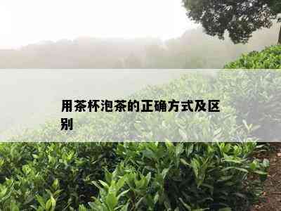 用茶杯泡茶的正确方式及区别