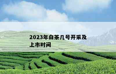 2023年白茶几号开采及上市时间