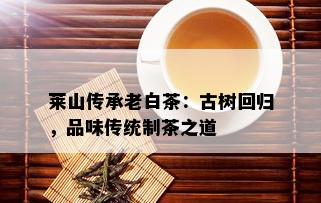 莱山传承老白茶：古树回归，品味传统制茶之道