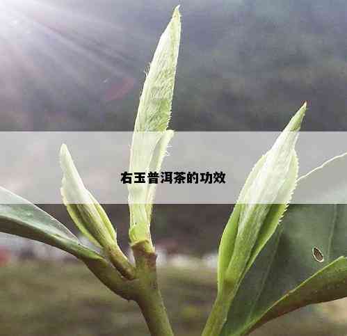 右玉普洱茶的功效