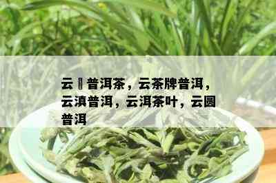 云淏普洱茶，云茶牌普洱，云滇普洱，云洱茶叶，云圆普洱