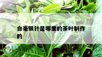 白毫银针是哪里的茶叶制作的