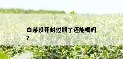 白茶没开封过期了还能喝吗？