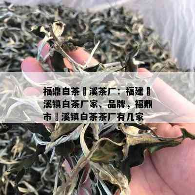 福鼎白茶磻溪茶厂：福建磻溪镇白茶厂家、品牌，福鼎市磻溪镇白茶茶厂有几家