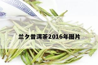 兰夕普洱茶2016年图片