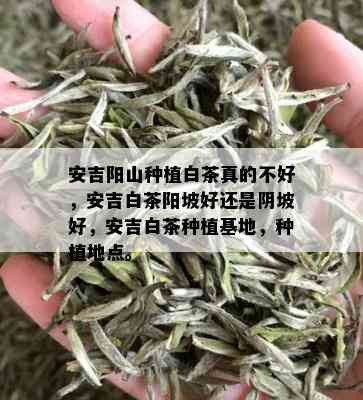 安吉阳山种植白茶真的不好，安吉白茶阳坡好还是阴坡好，安吉白茶种植基地，种植地点。