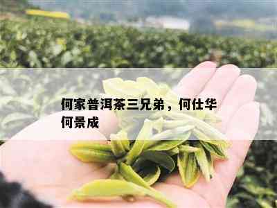 何家普洱茶三兄弟，何仕华何景成