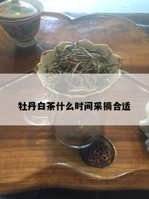 牡丹白茶什么时间采摘合适