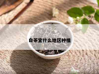 白茶宜什么地区种植