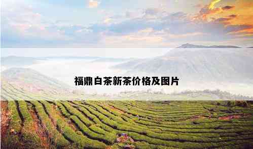 福鼎白茶新茶价格及图片