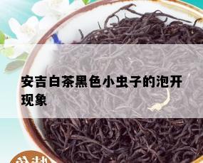 安吉白茶黑色小虫子的泡开现象