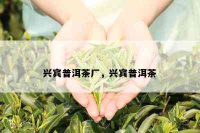 兴宾普洱茶厂，兴宾普洱茶