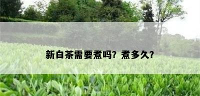 新白茶需要煮吗？煮多久？