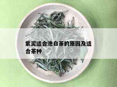 紫泥适合泡白茶的原因及适合茶种