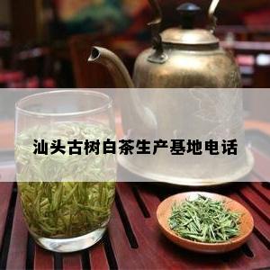 汕头古树白茶生产基地电话