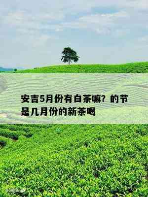 安吉5月份有白茶嘛？的节是几月份的新茶喝