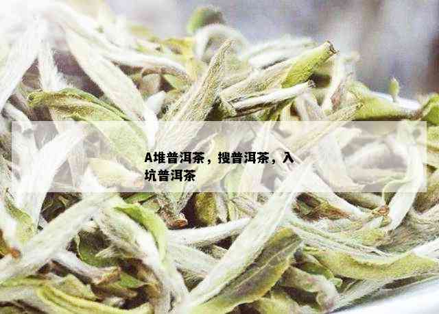 A堆普洱茶，搜普洱茶，入坑普洱茶