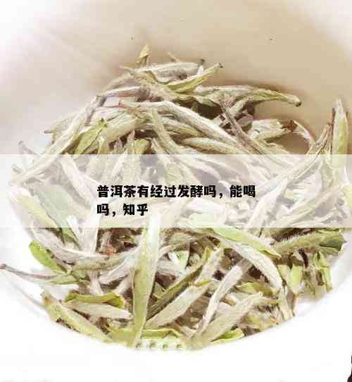 普洱茶有经过发酵吗，能喝吗，知乎