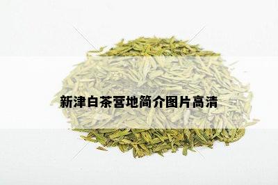 新津白茶营地简介图片高清