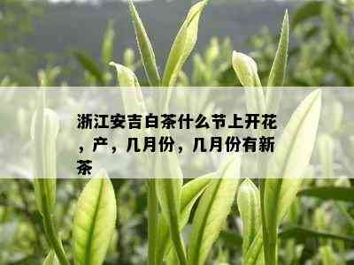 浙江安吉白茶什么节上开花，产，几月份，几月份有新茶