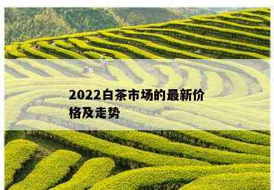 2022白茶市场的最新价格及走势