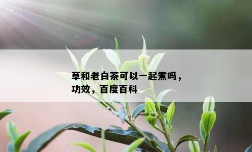 草和老白茶可以一起煮吗，功效，百度百科