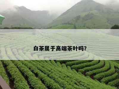 白茶属于高端茶叶吗？