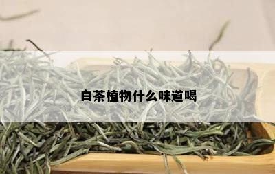 白茶植物什么味道喝