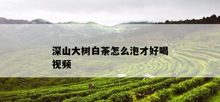 深山大树白茶怎么泡才好喝视频