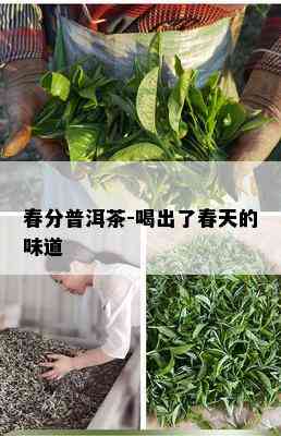 春分普洱茶-喝出了春天的味道