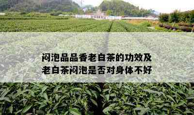 闷泡品品香老白茶的功效及老白茶闷泡是否对身体不好