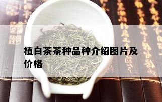 植白茶茶种品种介绍图片及价格