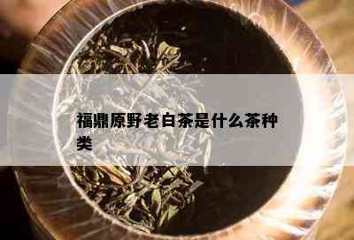 福鼎原野老白茶是什么茶种类