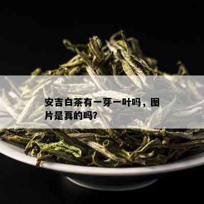 安吉白茶有一芽一叶吗，图片是真的吗？