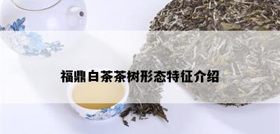 福鼎白茶茶树形态特征介绍