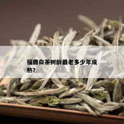 福鼎白茶树龄最老多少年成熟？