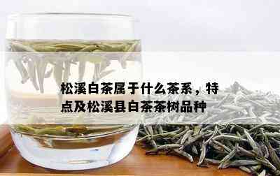 松溪白茶属于什么茶系，特点及松溪县白茶茶树品种