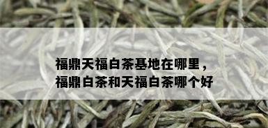 福鼎天福白茶基地在哪里，福鼎白茶和天福白茶哪个好