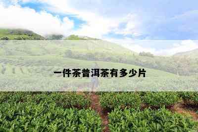 一件茶普洱茶有多少片