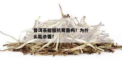 普洱茶能抵抗霉菌吗？为什么能杀菌？