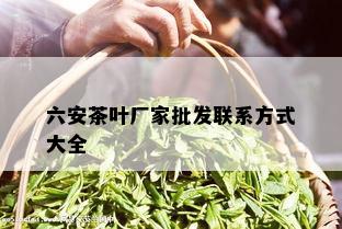 六安茶叶厂家批发联系方式大全