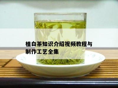 植白茶知识介绍视频教程与制作工艺全集