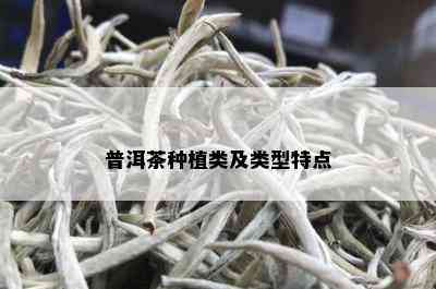 普洱茶种植类及类型特点