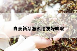 白茶新芽怎么泡发好喝呢