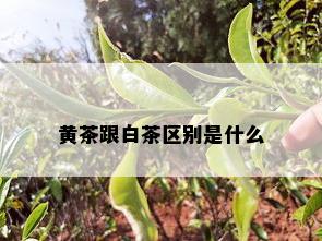 黄茶跟白茶区别是什么